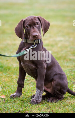 German Shorthaired Pointer puppy sitting, with leash and collar Stock Photo