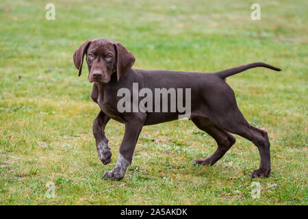German Shorthaired Pointer puppy standing Stock Photo