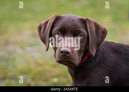 Portrait of a brown Labrador Retriever puppy