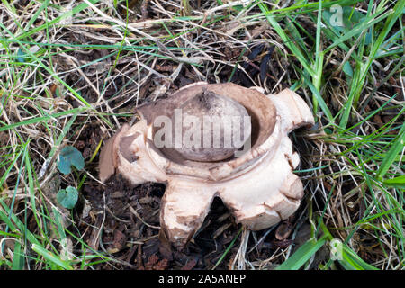 Geastrum triplex (collared earthstar) was here found at the base of a yew tree in a churchyard in North Wales. Stock Photo