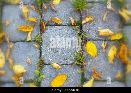 Fallen yellow autumn leaves on a gray paving slab Stock Photo