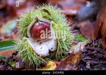 Edible sweet chestnuts in their protective spiked husk on forest floor in Arne, Dorset, UK Stock Photo