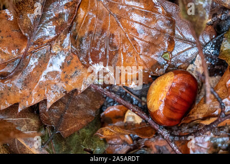 Edible sweet chestnut on forest floor in Arne, Dorset, UK Stock Photo