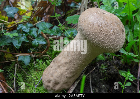 Slate Bolete or Leccinum duriusculum, is a genus of fungi in the family Boletaceae. It was the name given first to a series of fungi within the genus