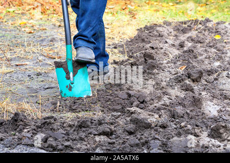 A farmer with a shovel digs the ground and removes the weeds from the beds in the fall day against the background of fallen yellow leaves. Stock Photo