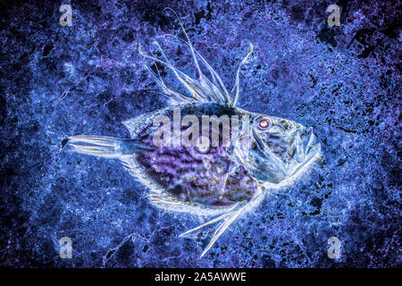 A John Dory, Zeus Faber, caught in the English Channel. The John Dory is also known as St Peter’s fish, and the round mark on its sides is said to be Stock Photo