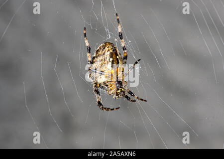 A quite large common spider of the orb web variety Stock Photo