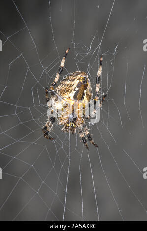 A quite large common spider of the orb web variety Stock Photo