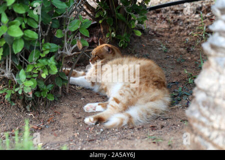Wild adult cat living in Cyprus. Cute, soft and furry cat with stripes colored white and brown. This cat is laying on the ground looking tired. Stock Photo