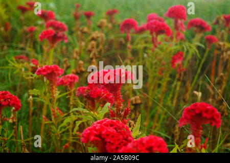 Cockscomb is very beautiful in the green belt Stock Photo - Alamy