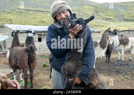 Breeder caring llamas, Bolivia Stock Photo