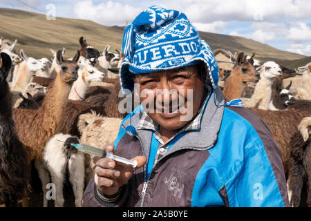 Aymara man caring for llamas Stock Photo