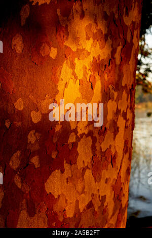 Sycamore tree bark glowing in the evening summer sun Stock Photo