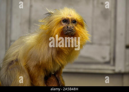 Goldenes Löwenäffchen im Zoo Punta Verde in Lignano (Italien) / Tierpark in Lignano / Sehenswürdigkeit in Lignano (Italien) Stock Photo