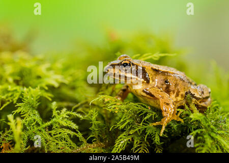 Common frog in autumn in mid Wales
