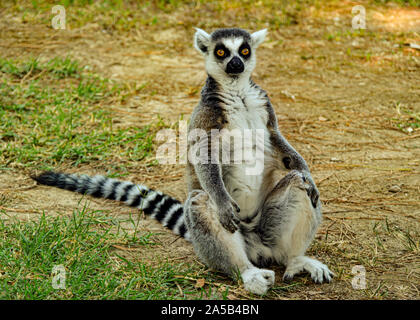 Lemuren / Lemur im Zoo Punta Verde in Lignano (Italien) / Tierpark in Lignano / Sehenswürdigkeit in Lignano (Italien) Stock Photo