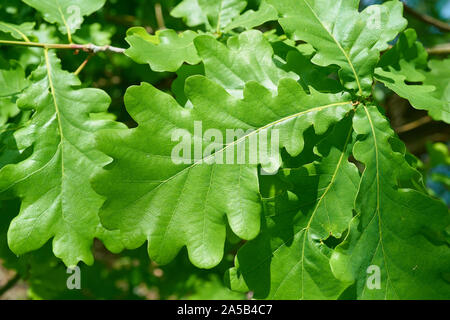 Leaves of a Common oak (Quercus robur) in spring Stock Photo