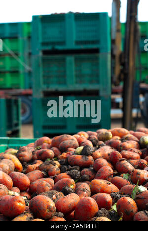 Tomatoes for canning. Agriculture land and crates with tomatoes. Harvested tomatoes. Stock Photo