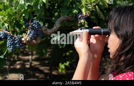 Farmer measures the sugar content of the grapes with refractometer. Device for measuring sugar in grape. Red grapes. Stock Photo