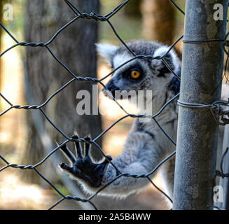 Lemuren / Lemur im Zoo Punta Verde in Lignano (Italien) / Tierpark in Lignano / Sehenswürdigkeit in Lignano (Italien) Stock Photo