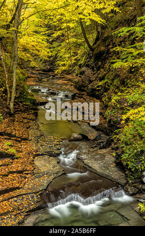 A calm stream deep in Fillmore Glen reflects the gold colors of Autumn in Moravia, New York. Stock Photo