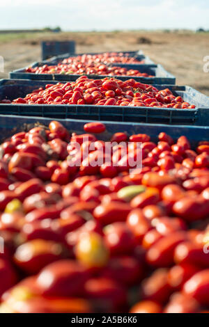 Big crates with tomatoes. Farm for growing tomatoes for canning industry. Stock Photo