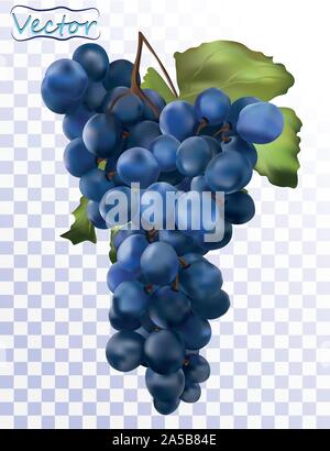 3D realistic dark blue grapes. Wine grapes isolated on transparent background. Table grapes. Fresh fruit. Grapes close up. Vector illustration Stock Vector