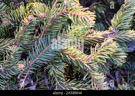 Fir branches c felled tree lying on the ground Stock Photo