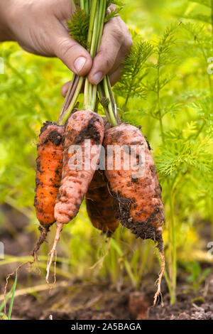 hands holding bunch of freshly harvested carrots, closeup Stock Photo
