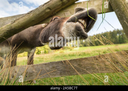 A donkey stands on the meadow in natural landscape. He reaches his lips out for blades of grass. He shows his teeth. Wide angle photo enlarges the hea Stock Photo
