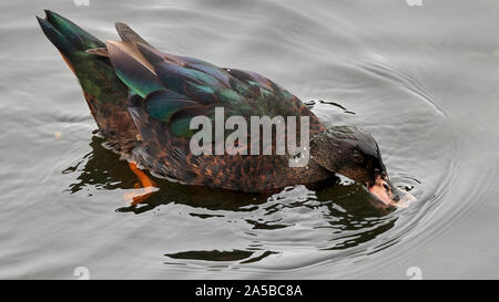 Muscovy DuckCairina moschata Belelle River Mouth Neda Galicia Spain Stock Photo