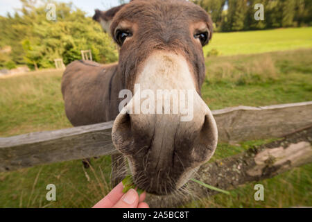 A donkey stands on the meadow in natural landscape. He looks over wooden fence. Hand of a woman feeding donkey with dandelions. Wide angle. Stock Photo