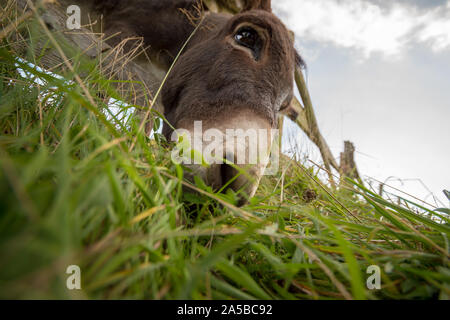 From a meadow with lush grass you can see a donkey's head. The donkey eats. Perspective from below with wide angle. Stock Photo