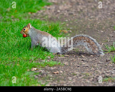 Grey Squirrel Sciurus carolinensis eating nuts Stock Photo