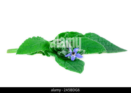 Borage or borretsch green leaves and blue flower isolated on white. (Borago officinalis) Stock Photo