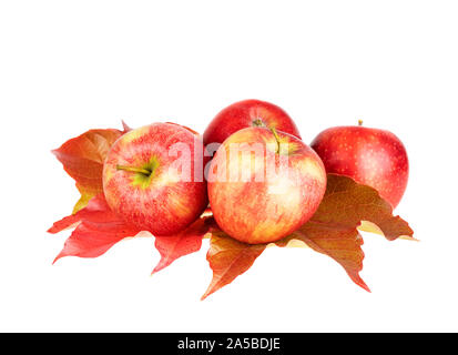 Red apple fruits on autumn leaves isolated on white Stock Photo