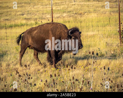 American Bison in grasslands at sunset. Stock Photo