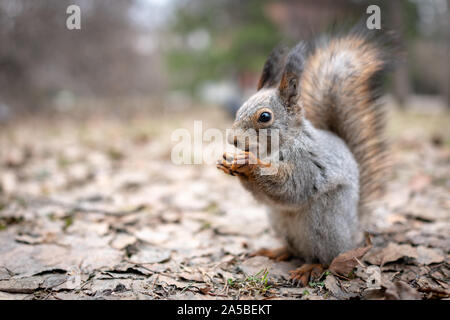 Squirrel eats nuts on fallen leaves in autumn. Squirrel in autumn park. Stock Photo