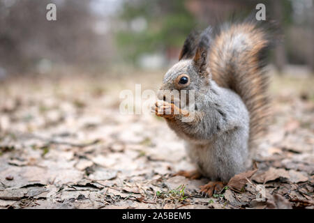 Squirrel eats nuts on fallen leaves in autumn. Squirrel in autumn park. Stock Photo