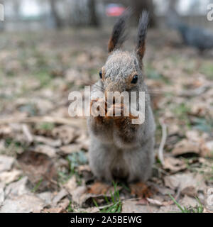 Squirrel eats nuts on fallen leaves in autumn. Squirrel in autumn park. Stock Photo