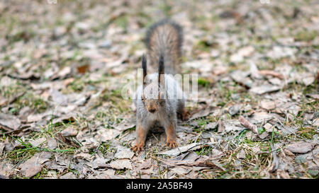 Squirrel eats nuts on fallen leaves in autumn. Squirrel in autumn park. Stock Photo
