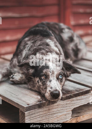 Border collie dog blue merle lying lazy on wooden palette blue eyed Stock Photo