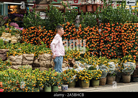 Miniature orange and mandarin trees on display at the Mong Kok Flower Market of Kowloon, Hong Kong. Stock Photo