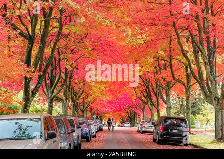 On a street in East Vancouver, British Columbia, Canada, trees put on a show of Autumn colour. Stock Photo