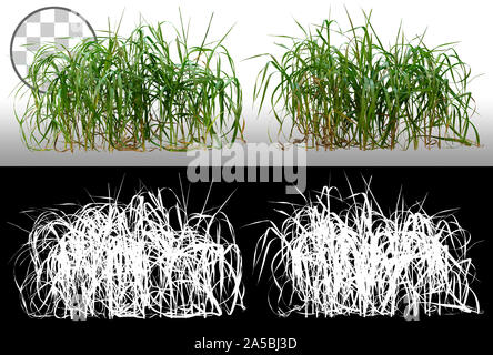 Bunch of wild grass. Blades of grass. Green tufts isolated on transparent background via an alpha channel. High quality clipping mask Stock Photo