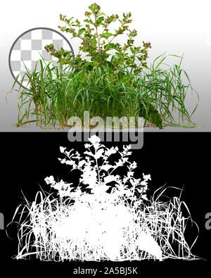 Cut out wild plants. Mix of grass and wildflowers. Thistle isolated on transparent background via an alpha channel. Green bush in summer. Stock Photo