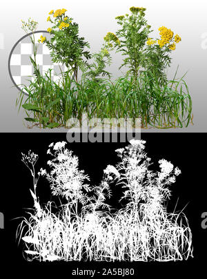 Cut out wild plants and yellow flowers. Mix of grass and wildflowers. Bush isolated on transparent background via an alpha channel. Stock Photo