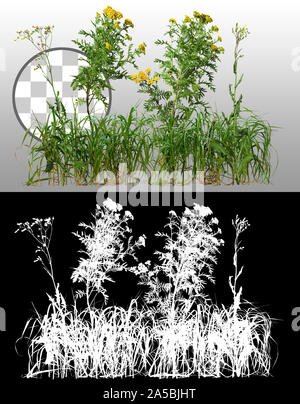 Cut out wild plants and yellow flowers. Mix of grass and wildflowers. Bush isolated on transparent background via an alpha channel. Stock Photo