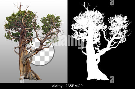 Cut out Bristlecone Pine. Old pine tree isolated on transparent background via an alpha channel. Ancient tree trunk. Stock Photo