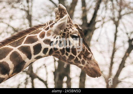 Portrait of a young male Reticulated Giraffe, Giraffa camelopardalis reticulata. Close up portrait of Masai giraffe. Giraffe head detail